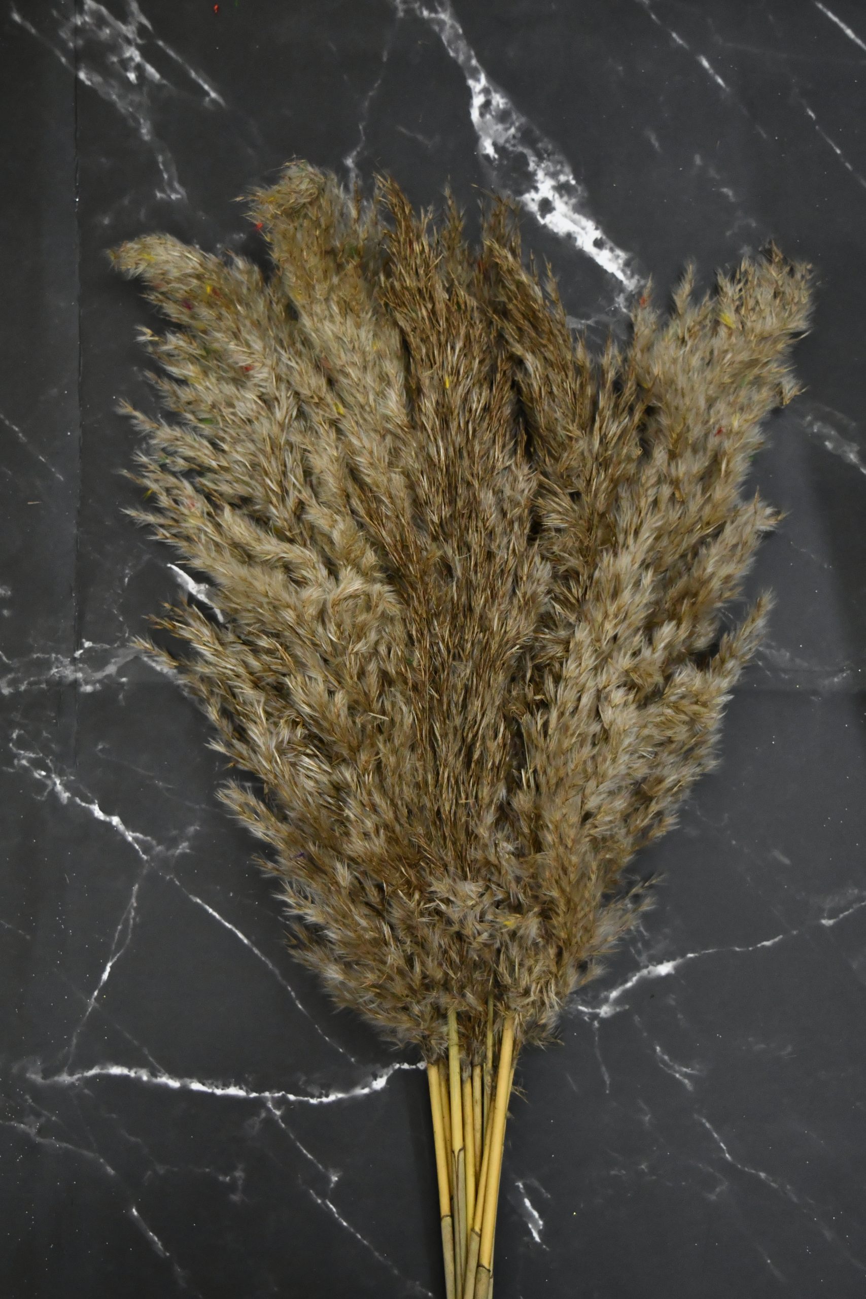 Dried pampass grass Dried pampass grass