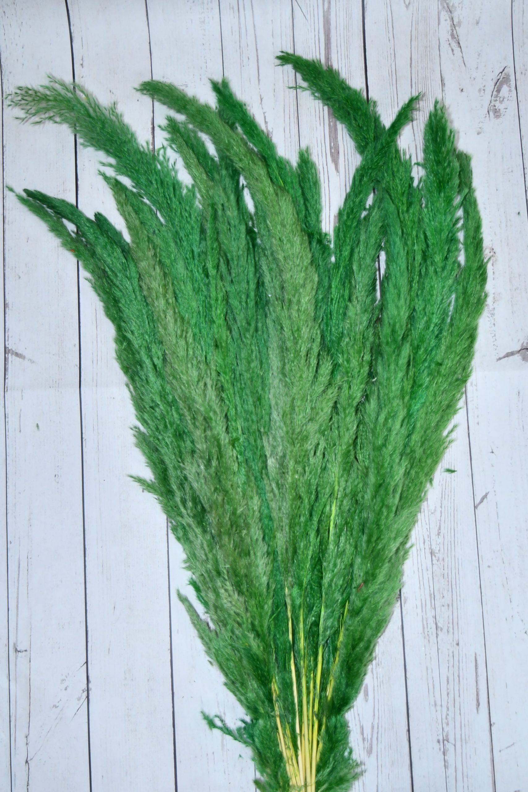 Reed_pampass grass-green(1) Reed_pampass grass-green(1)