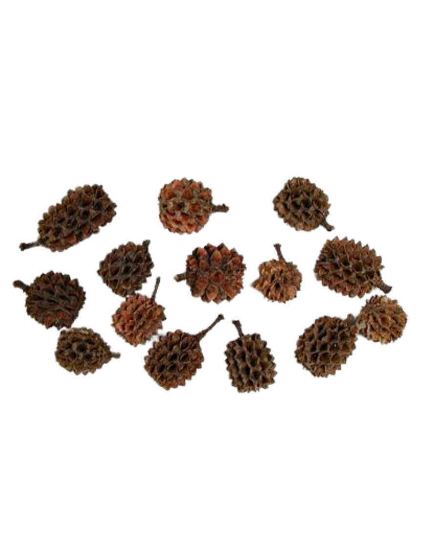 Casuarina pods