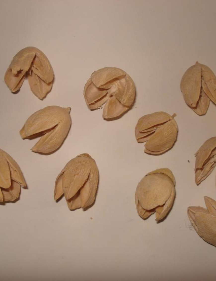 Bakuli pod