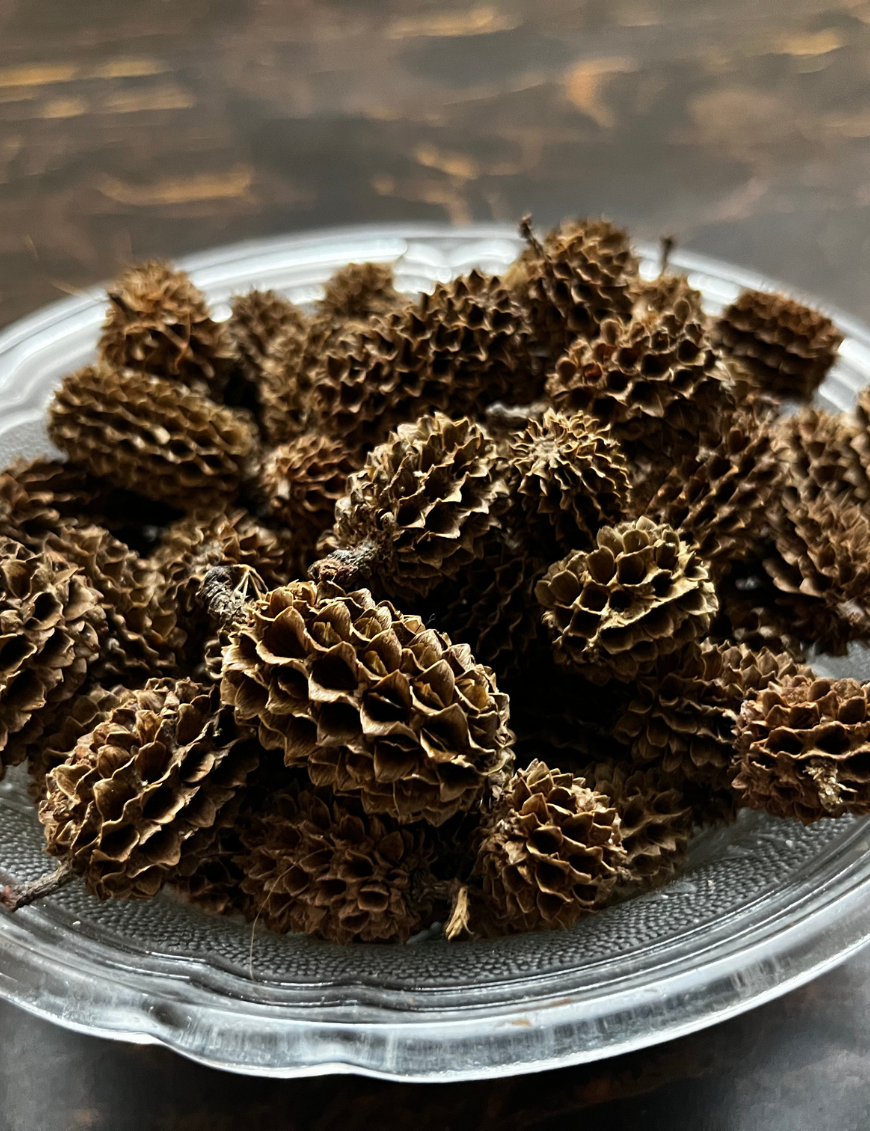 Casuarina pods