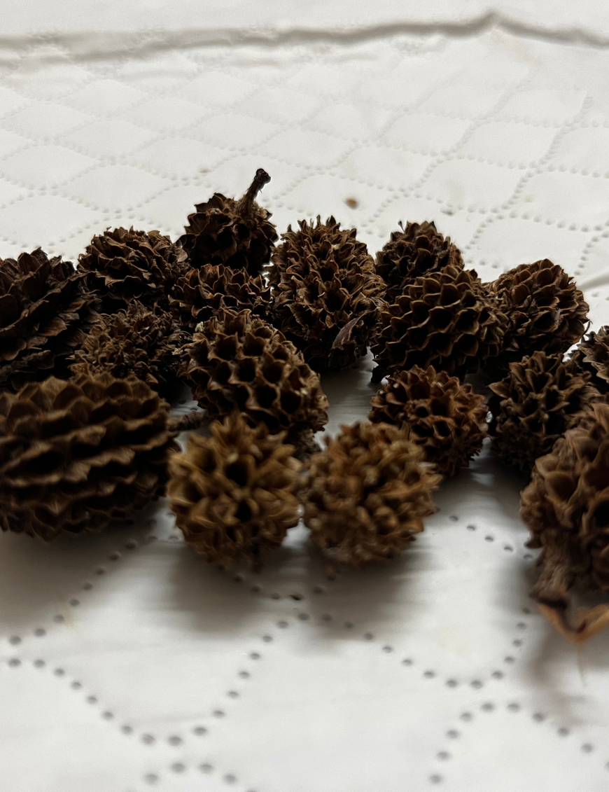 Casuarina pods