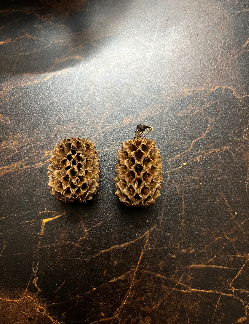 Casuarina pods