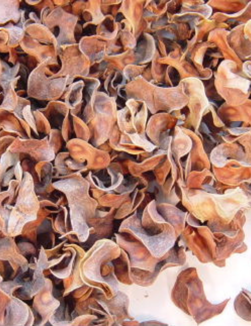 curly pods