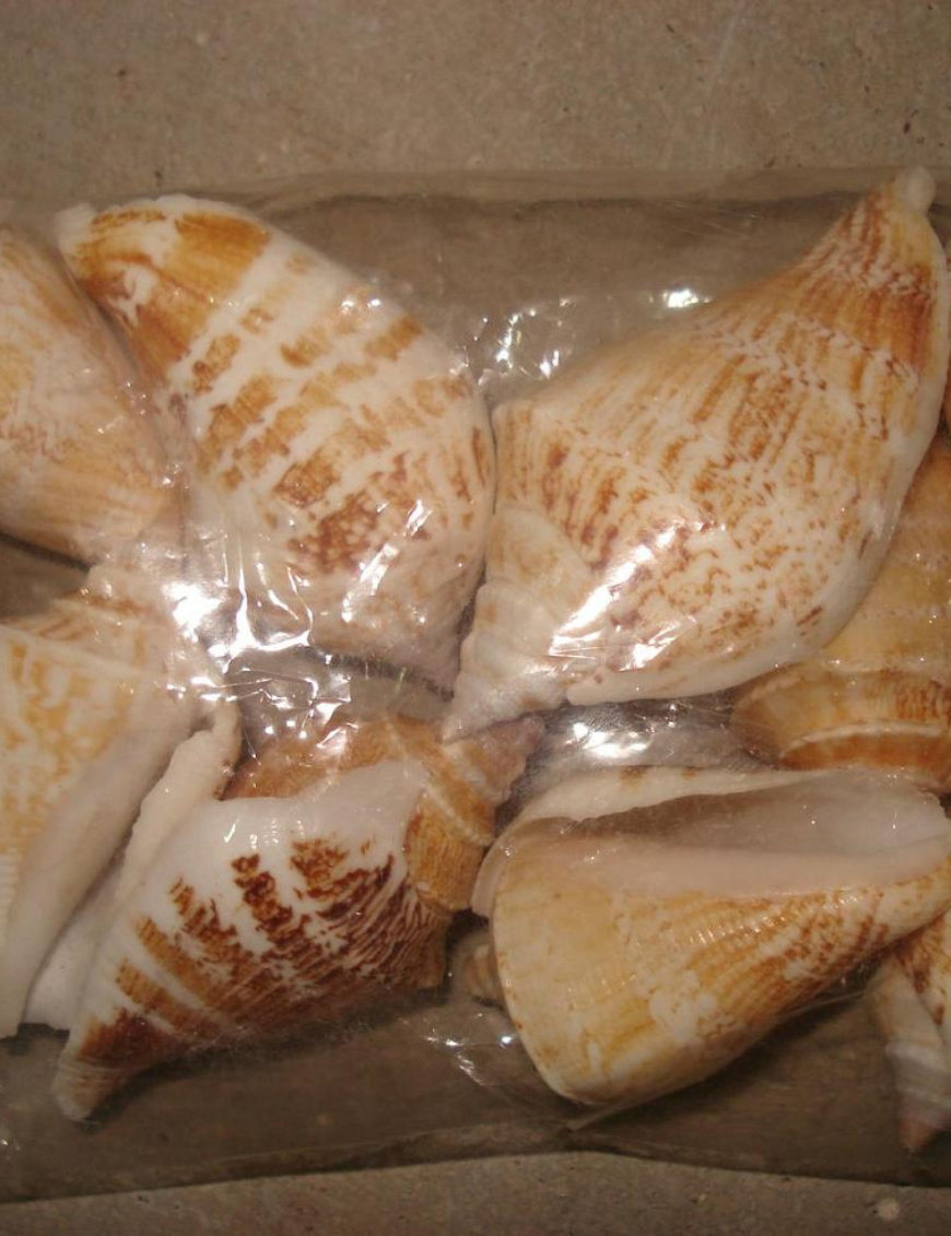 Decorative Shells