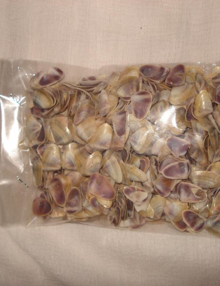 Decorative Shells