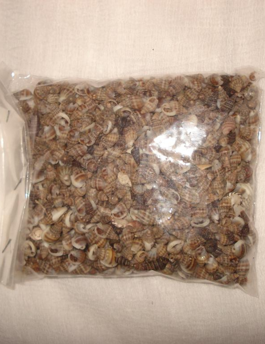 Decorative Shells