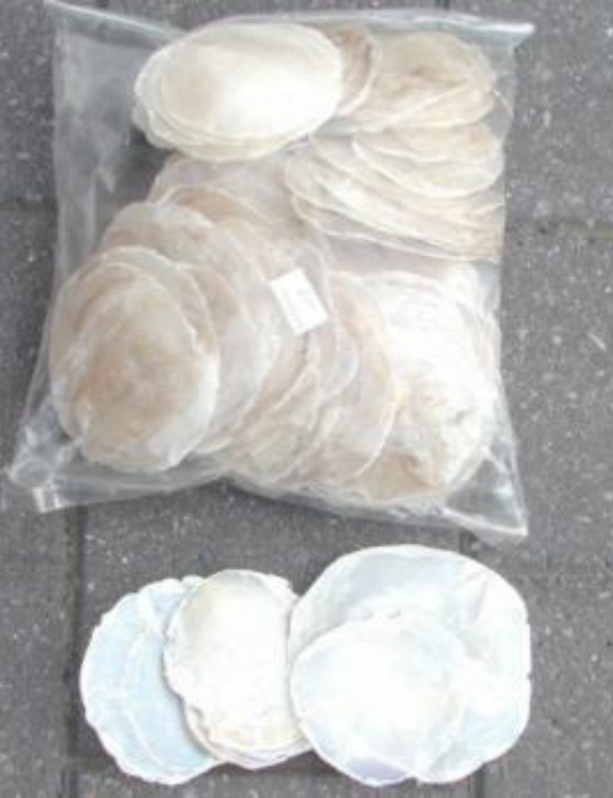 Decorative Shells