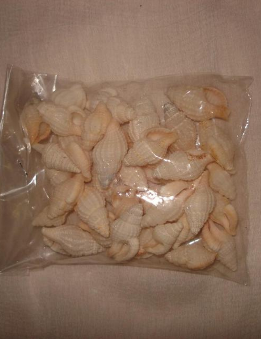 Decorative Shells