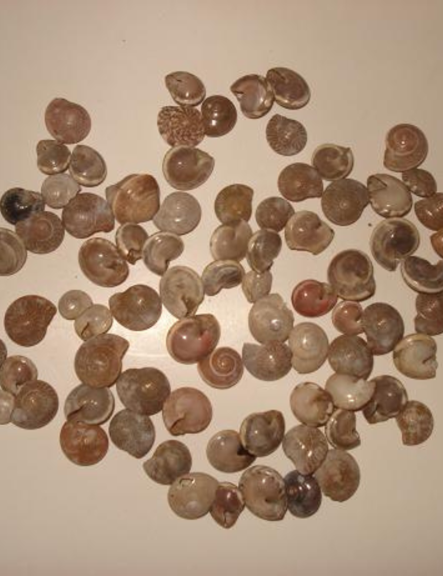 Decorative Shells