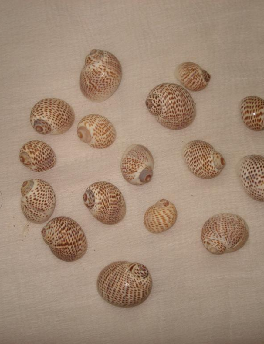 Decorative Shells