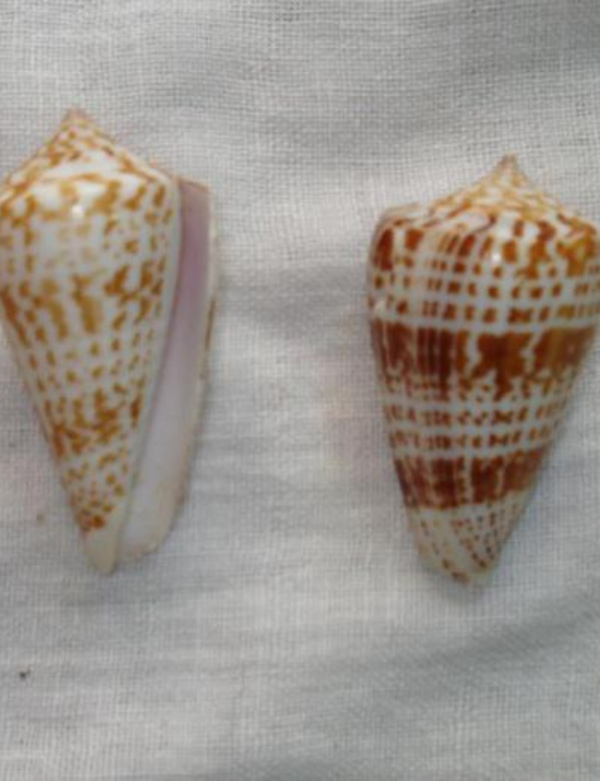Decorative Shells