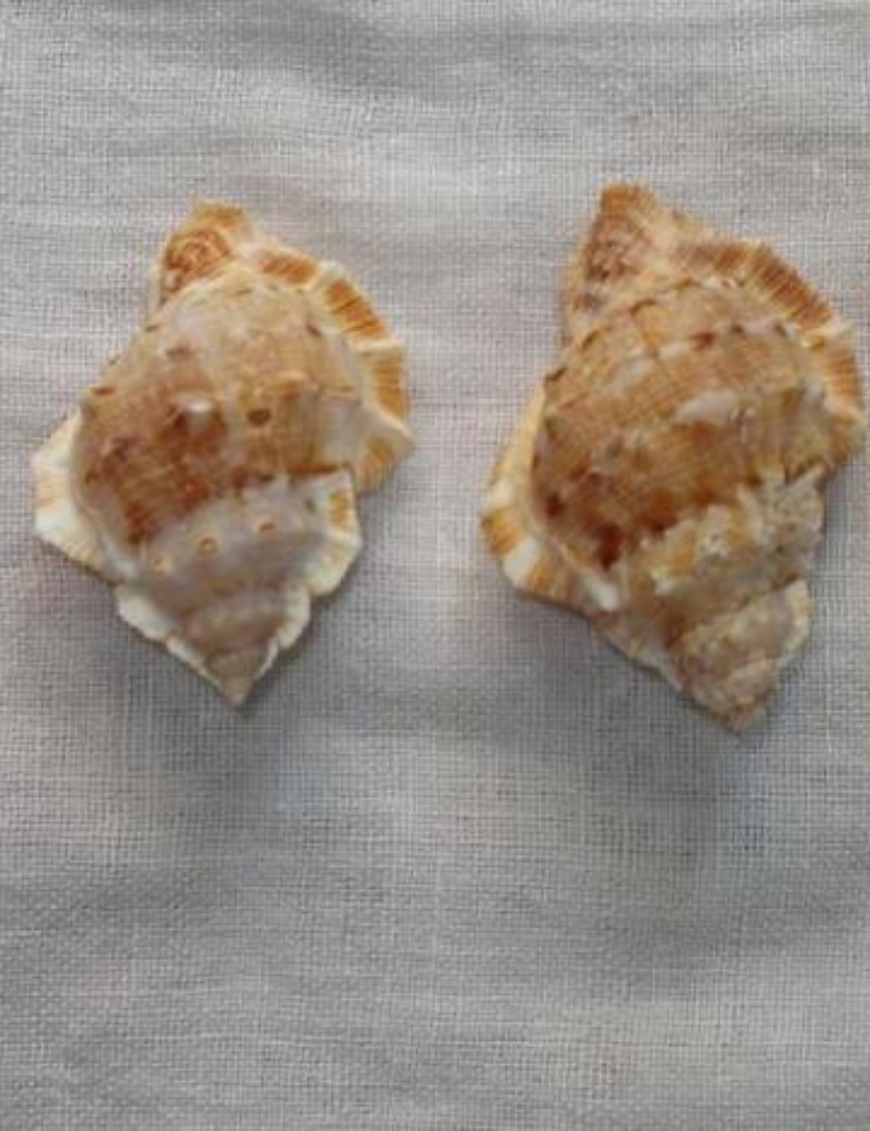 Decorative Shells