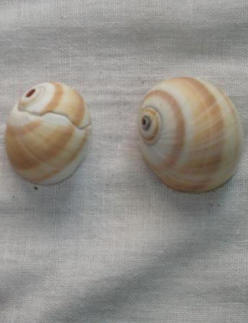 Decorative Shells
