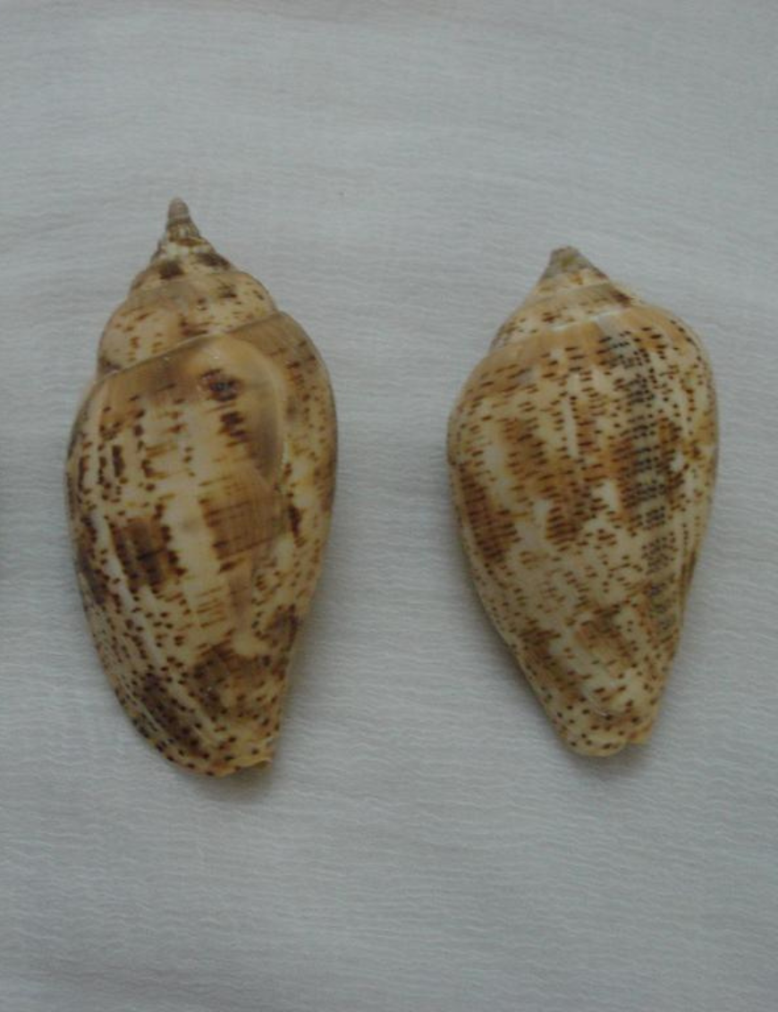 Decorative Shells