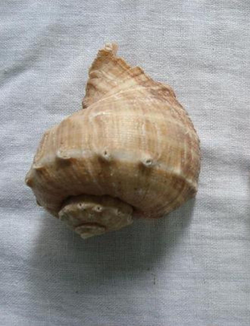 Decorative Shells