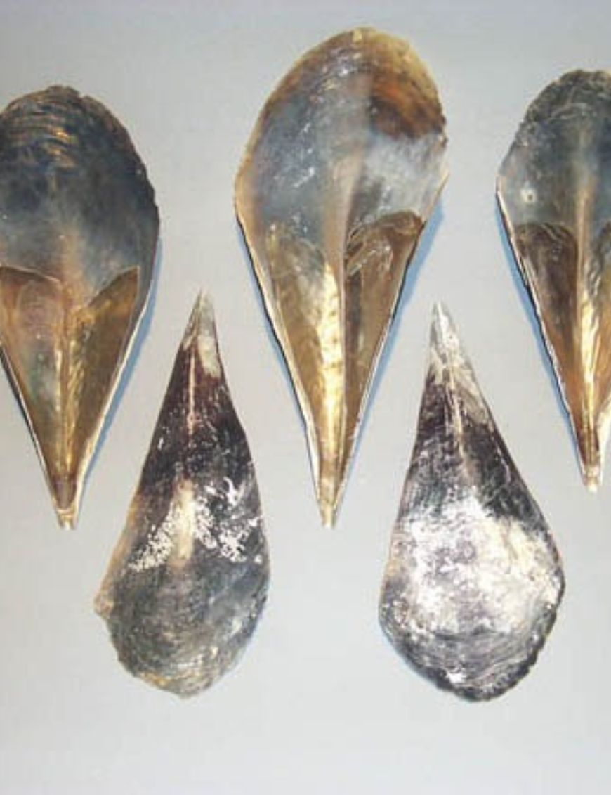 Decorative Shells