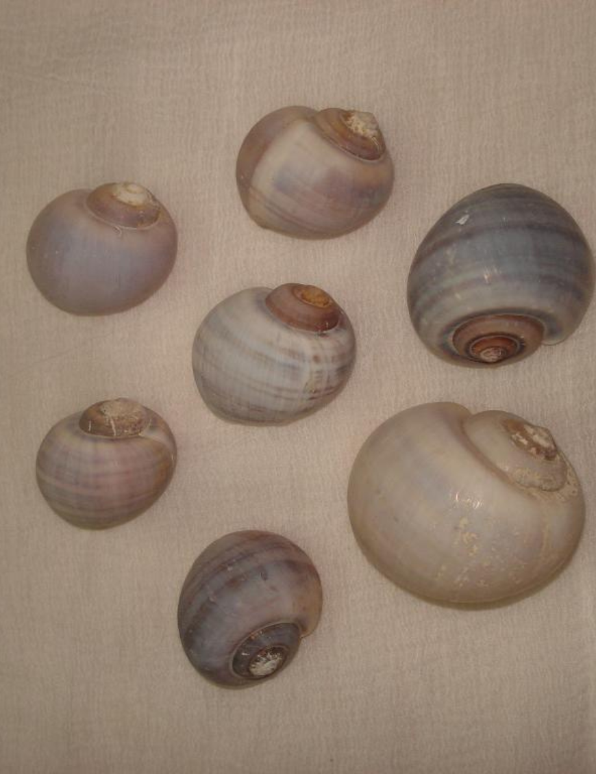 Decorative Shells