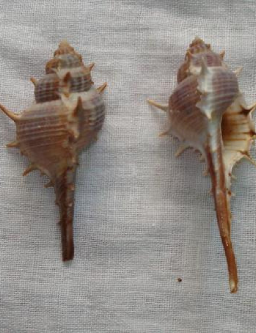 Decorative Shells