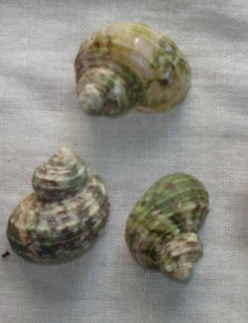 Decorative Shells